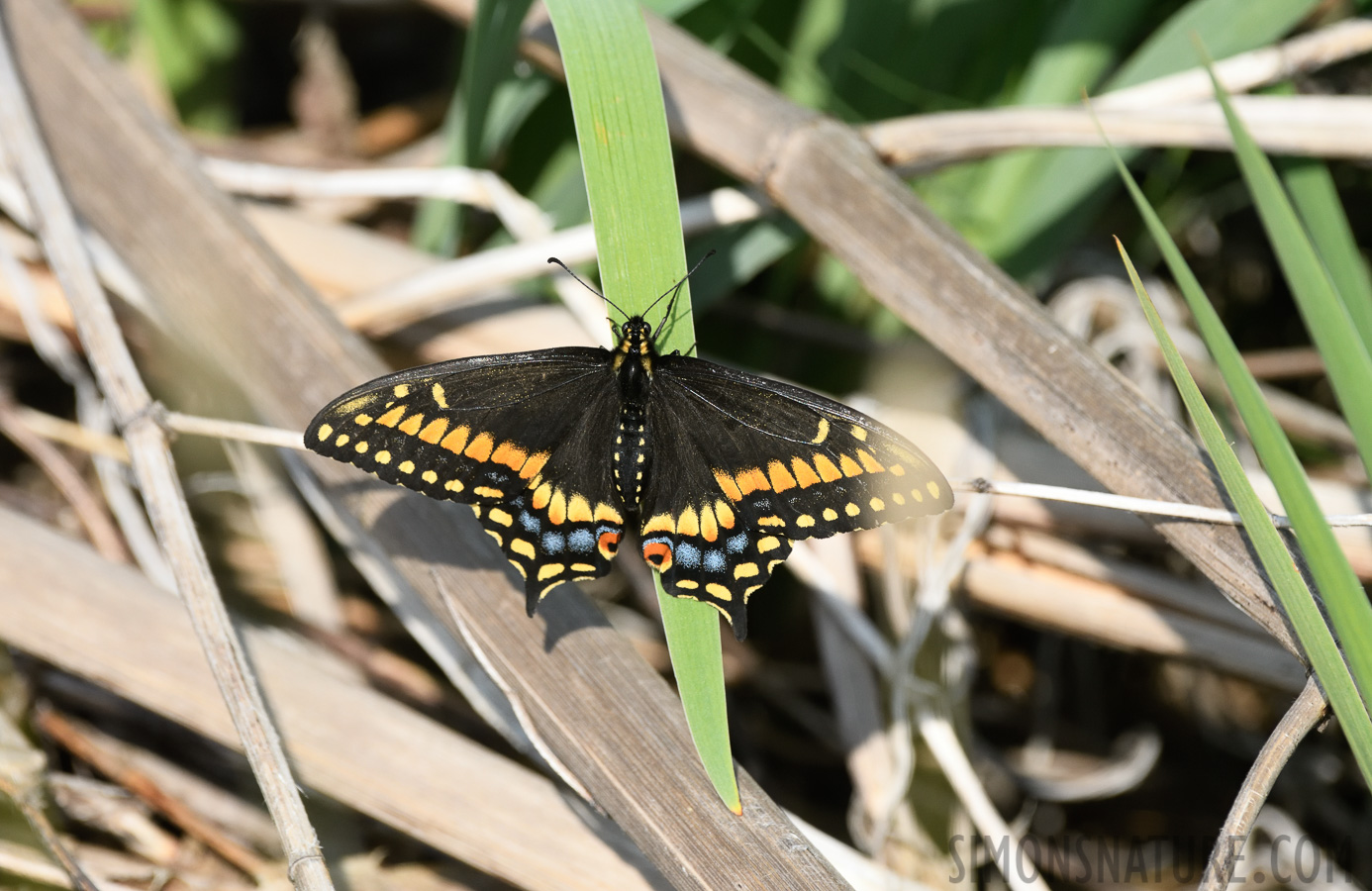 Papilio brevicauda [400 mm, 1/1600 sec at f / 8.0, ISO 1000]